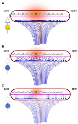 Decreasing the physical gap in the neural-electrode interface and related concepts to improve cochlear implant performance